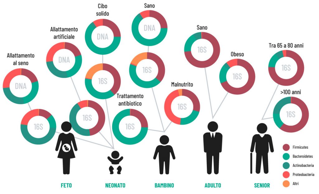 Le variazioni del microbiota nelle fasi della vita | Entero 4